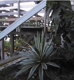Tropical Garden