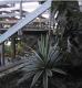 Tropical Garden