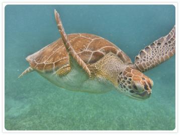 Turtle at Tamarindo Beach - Tortuga en la playa de