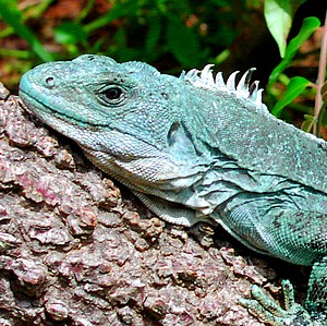 Culebra Iguana